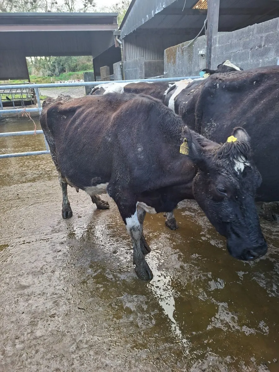 Cows - Image 3