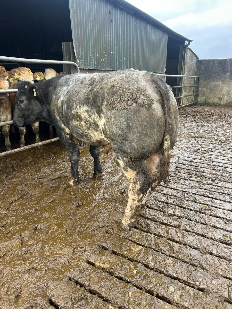 Belgian blue bull - Image 3