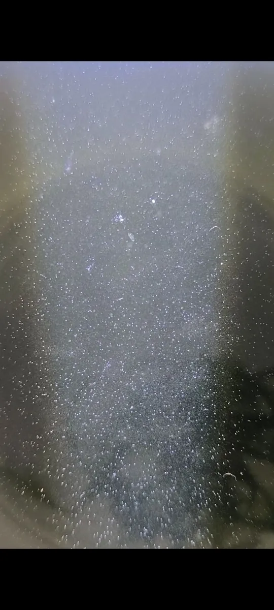 Live Fish/Shrimp Food Starter Cultures - Image 2