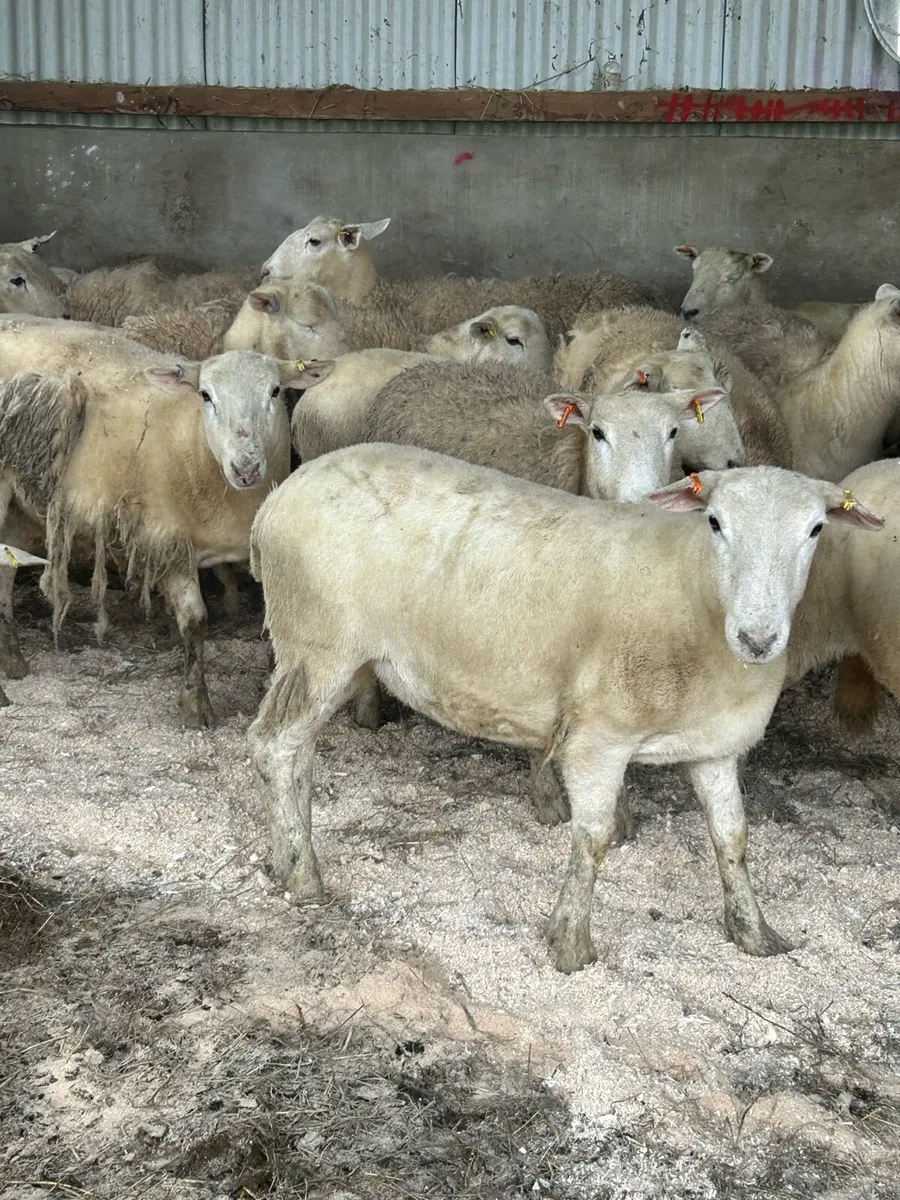 20 Easycare Hoggets - Image 2