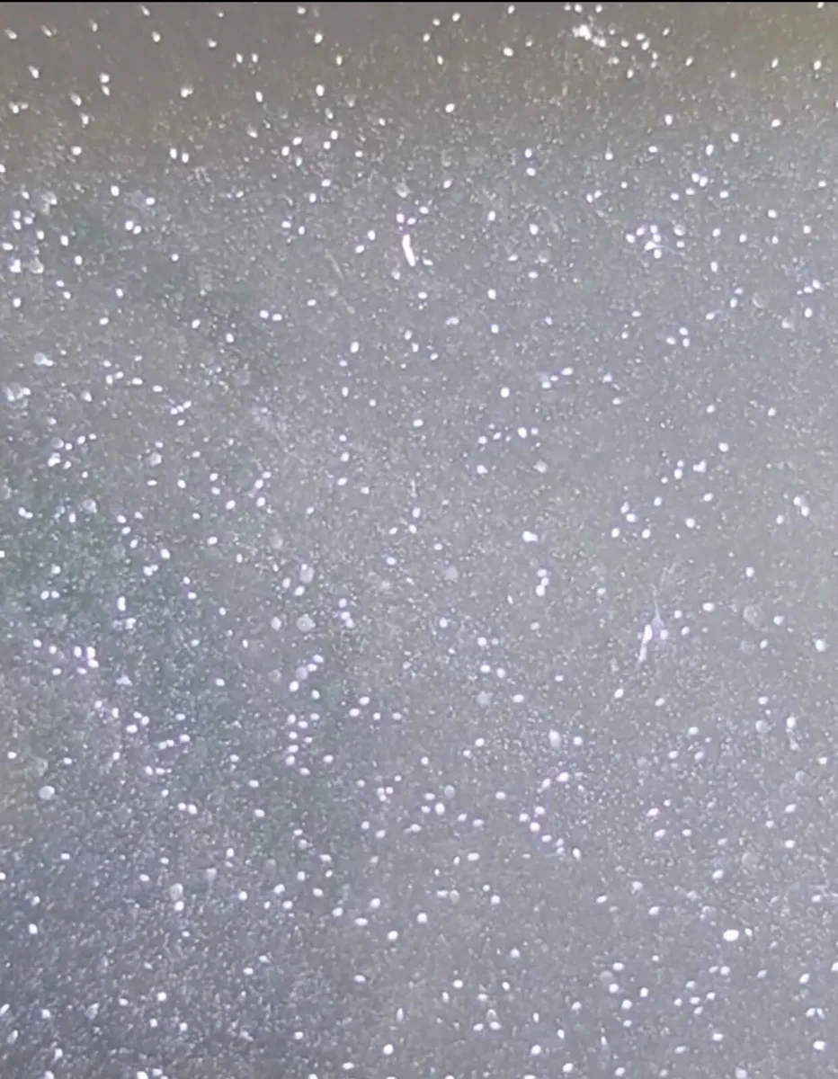 Live Fish/Shrimp Food Starter Cultures - Image 3