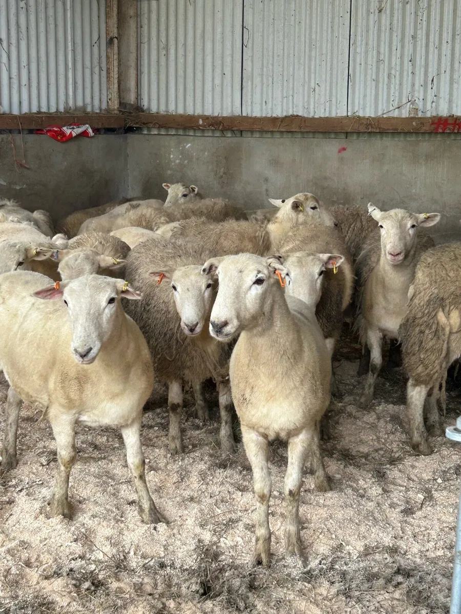 20 Easycare Hoggets - Image 3