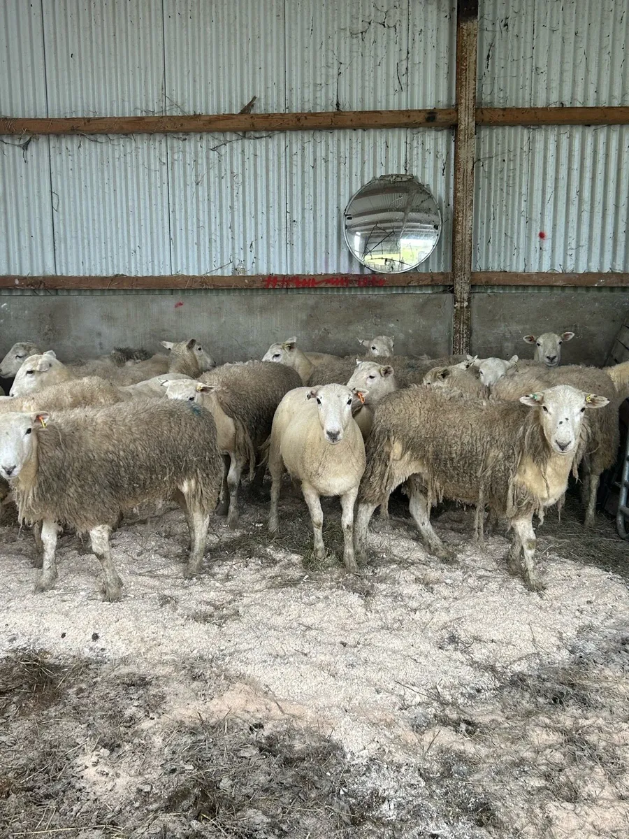 20 Easycare Hoggets - Image 4