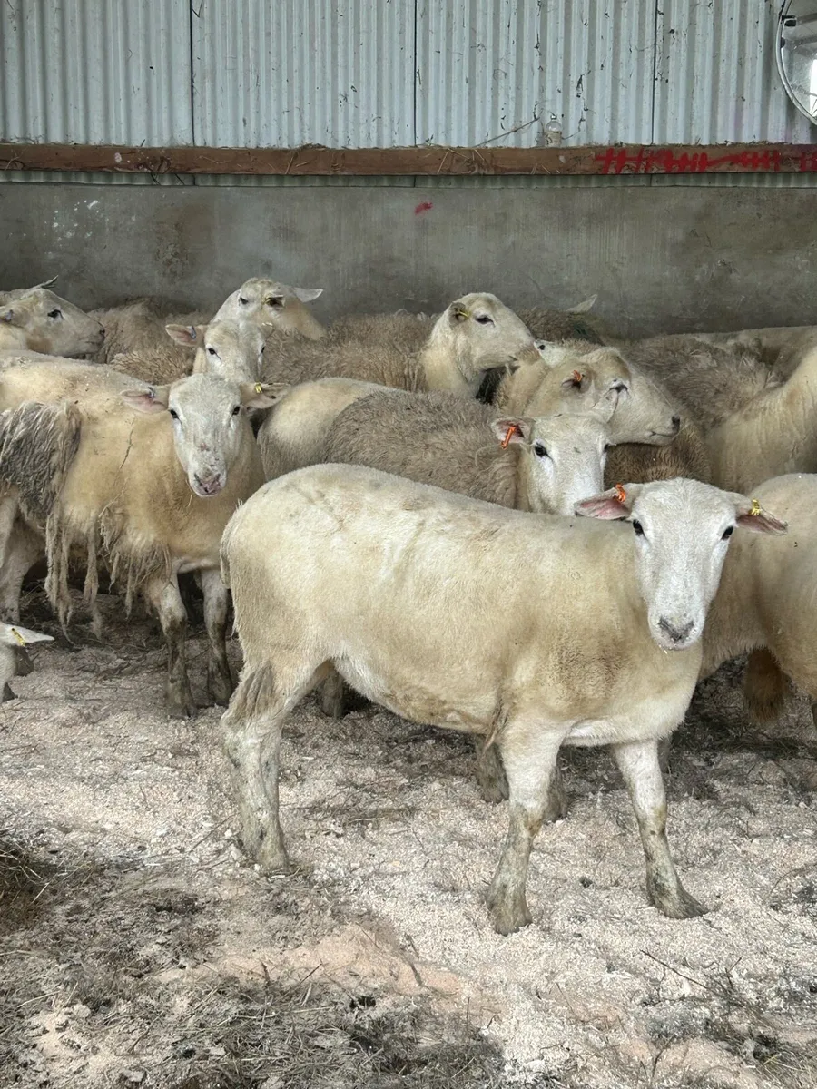 20 Easycare Hoggets - Image 1