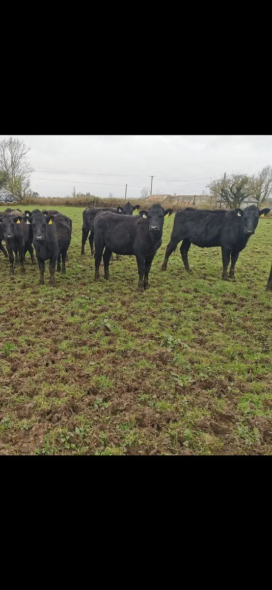 30 Aberdeen Angus yearlings heifers - Image 1