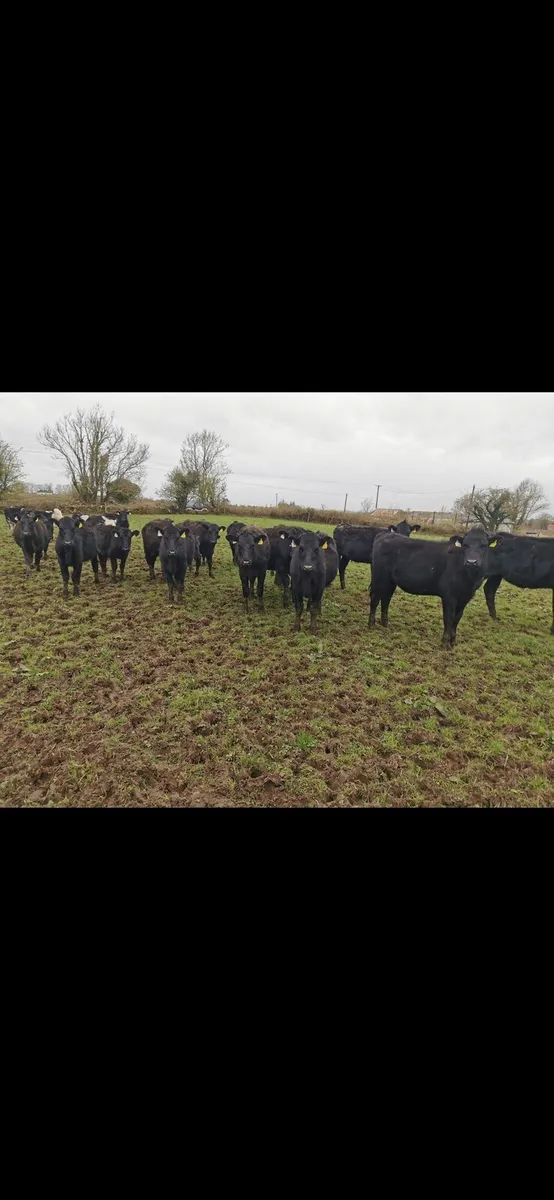 30 Aberdeen Angus yearlings heifers - Image 2