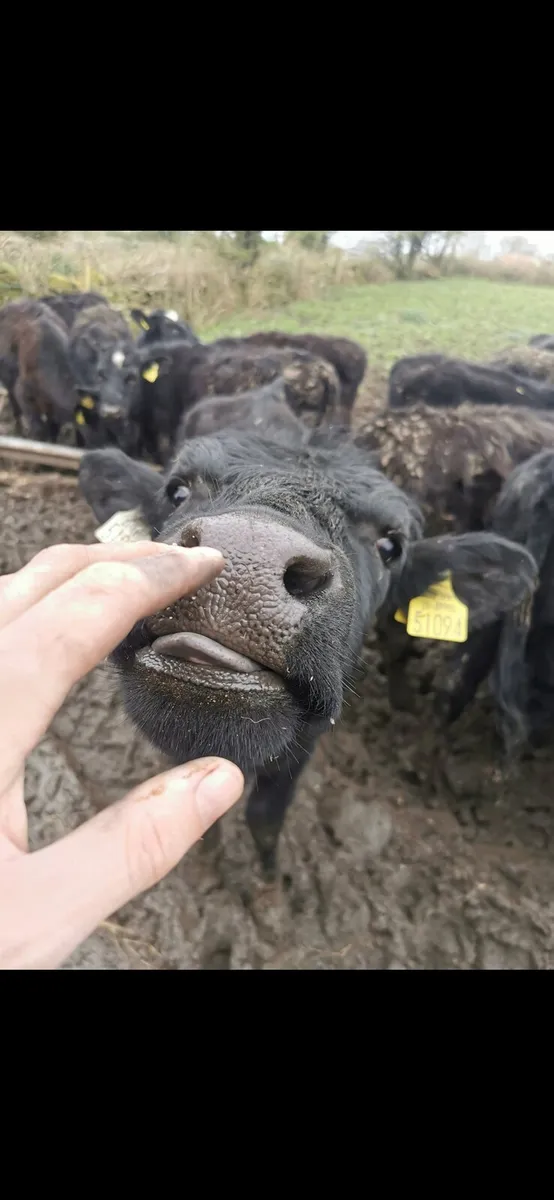30 Aberdeen Angus yearlings heifers - Image 3