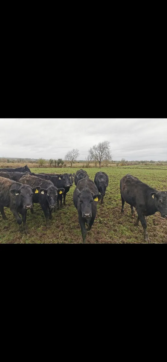 30 Aberdeen Angus yearlings heifers - Image 4