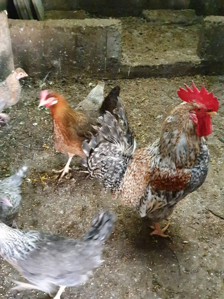 Hens/Ducklings/fertile eggs/Chicks/peacock - Image 2