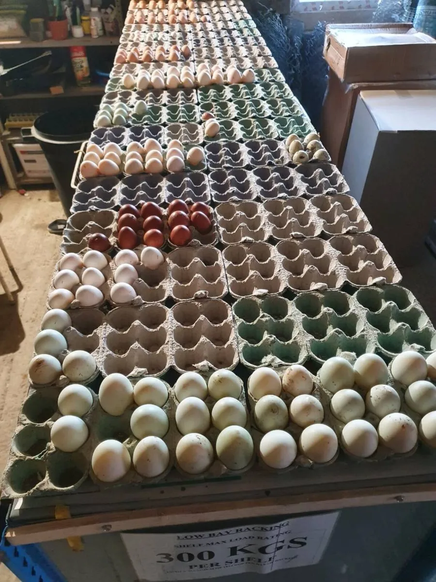 Hens/Ducklings/fertile eggs/Chicks/peacock - Image 3