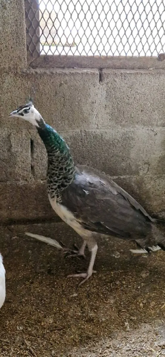 Chicks/Hens/Ducklings/fertile eggs/peacock - Image 3