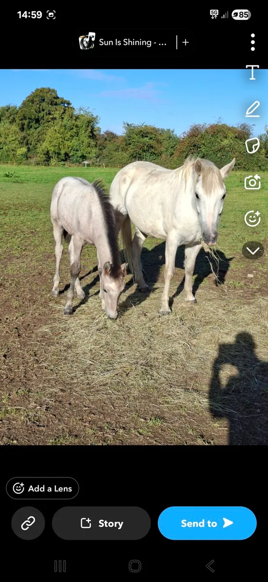 Connemara yearling colt - Image 3