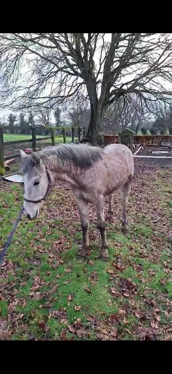 Connemara yearling colt - Image 1