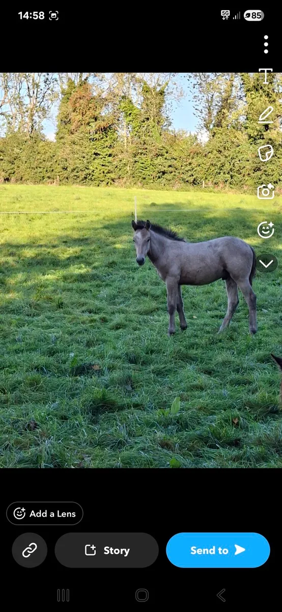 Connemara yearling colt - Image 2