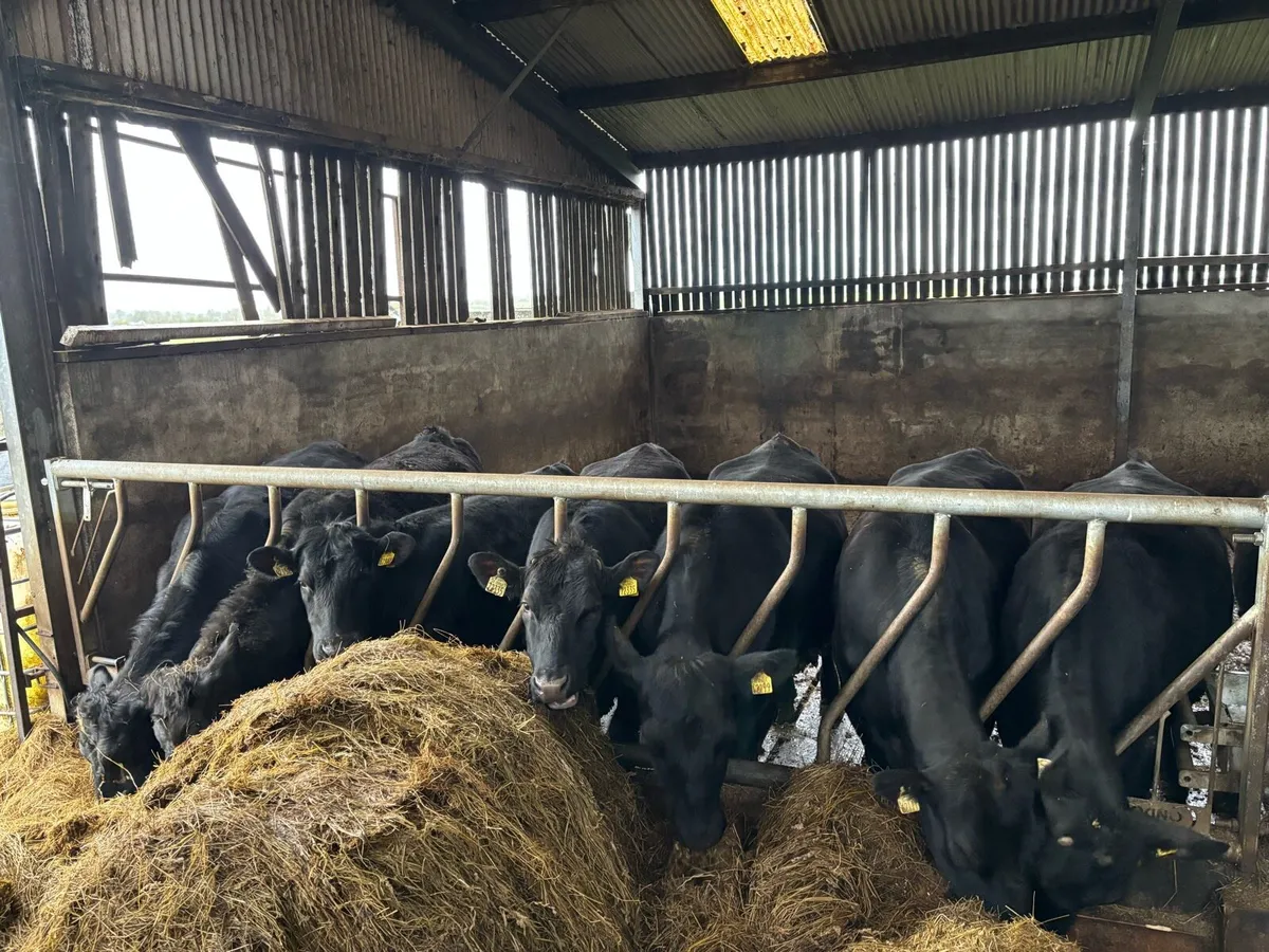 Angus heifers - Image 4