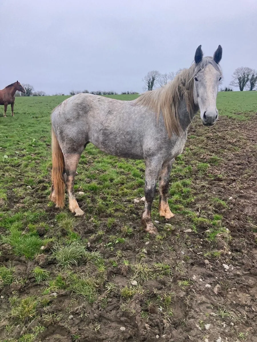 Irish draft 3yo Filly - Image 2