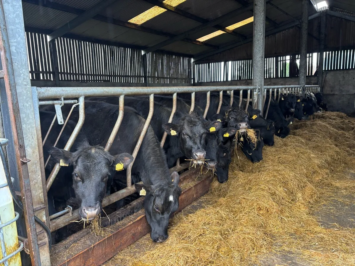 Angus heifers - Image 1