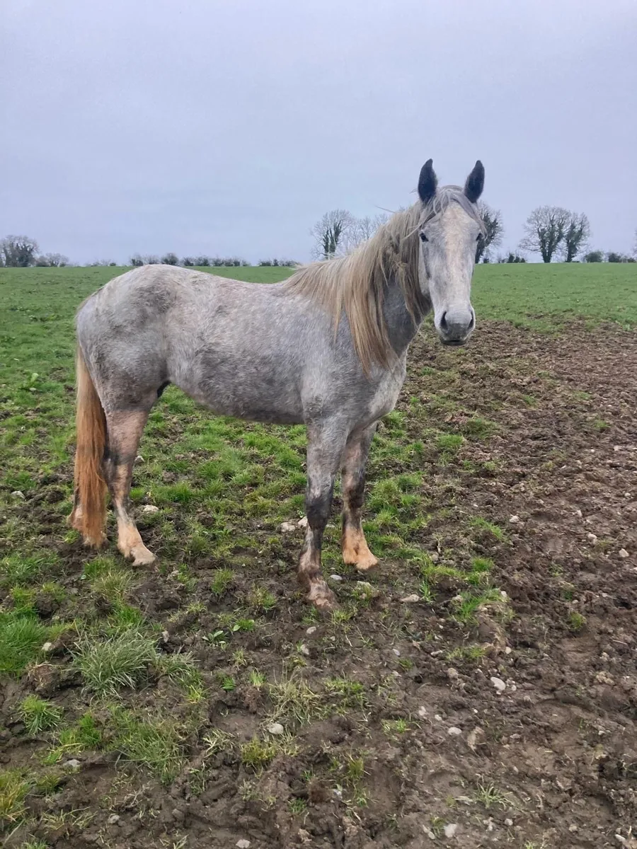 Irish draft 3yo Filly - Image 3