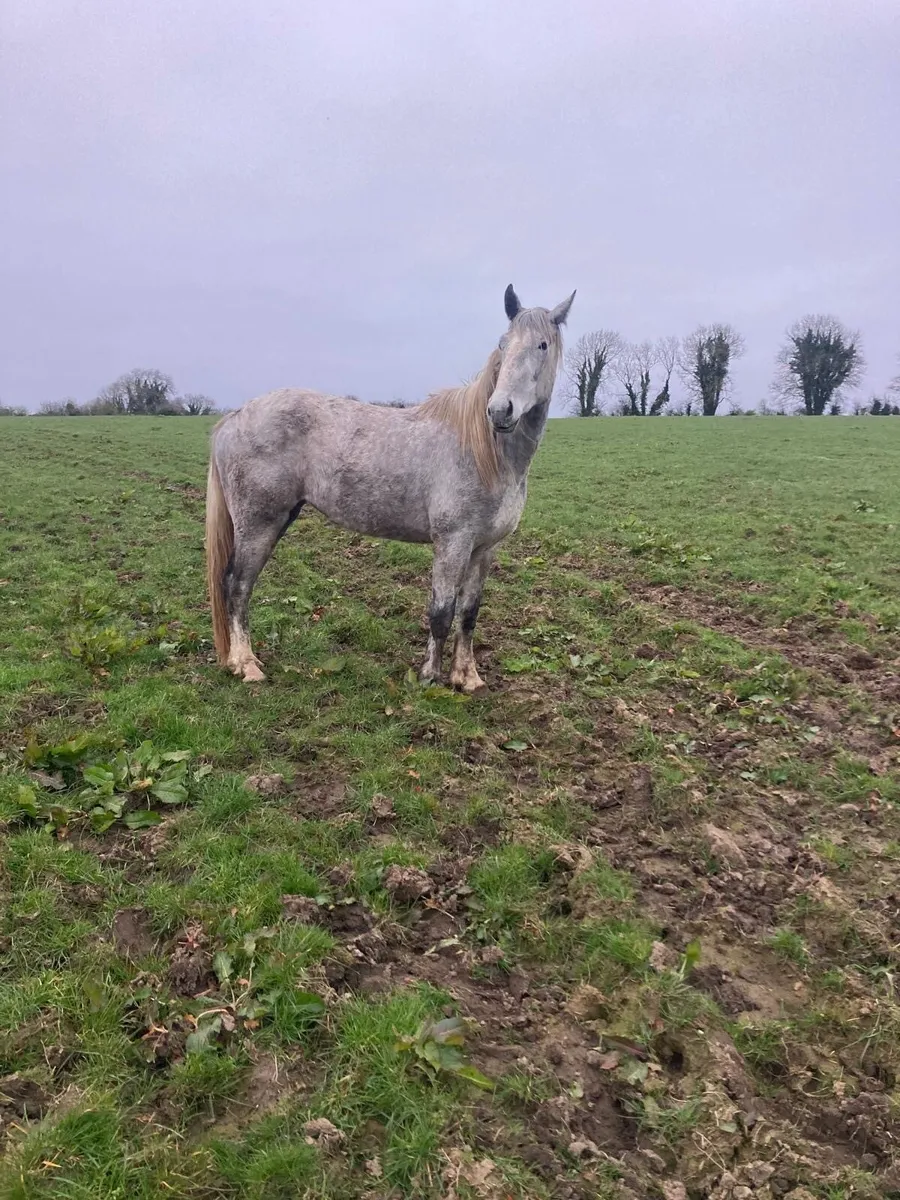Irish draft 3yo Filly - Image 4