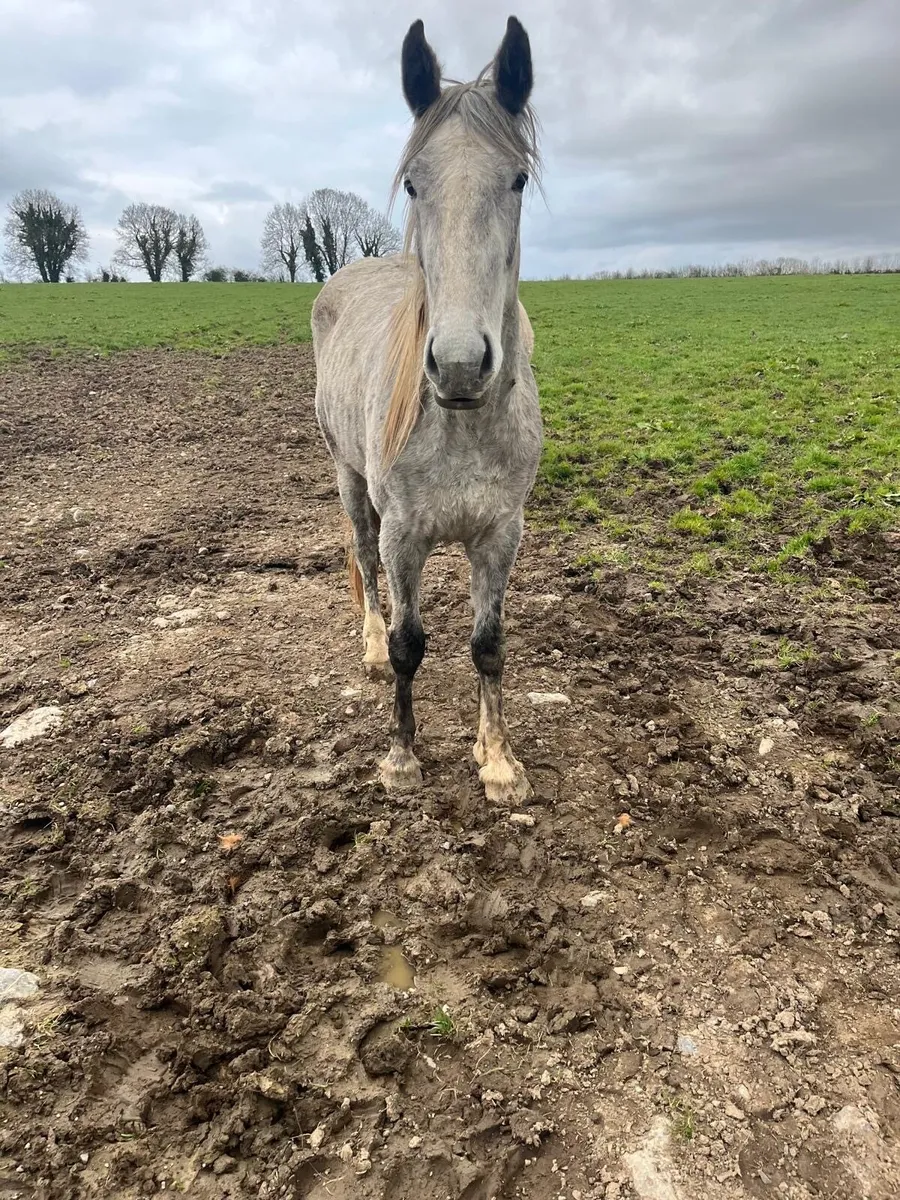 Irish draft 3yo Filly - Image 1