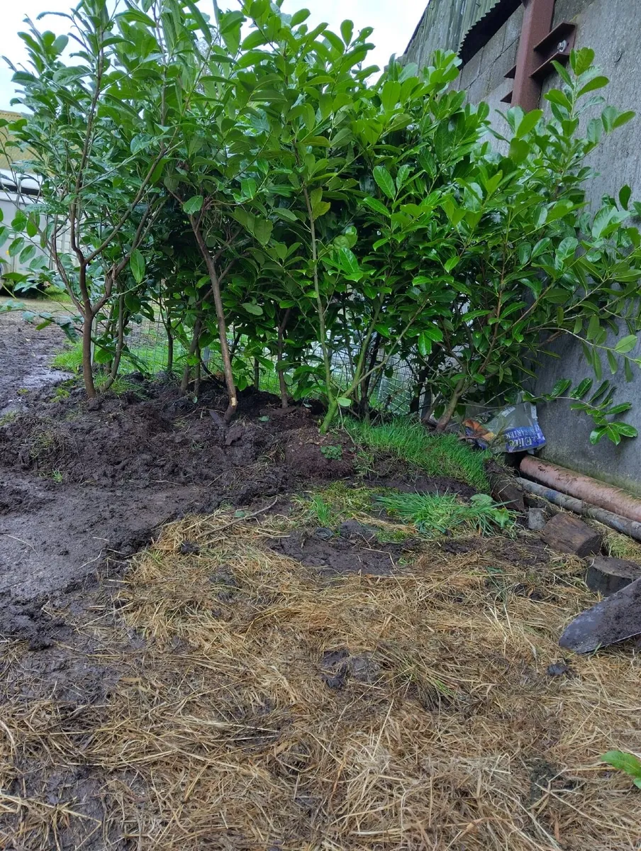 Laurel Hedging - Image 1
