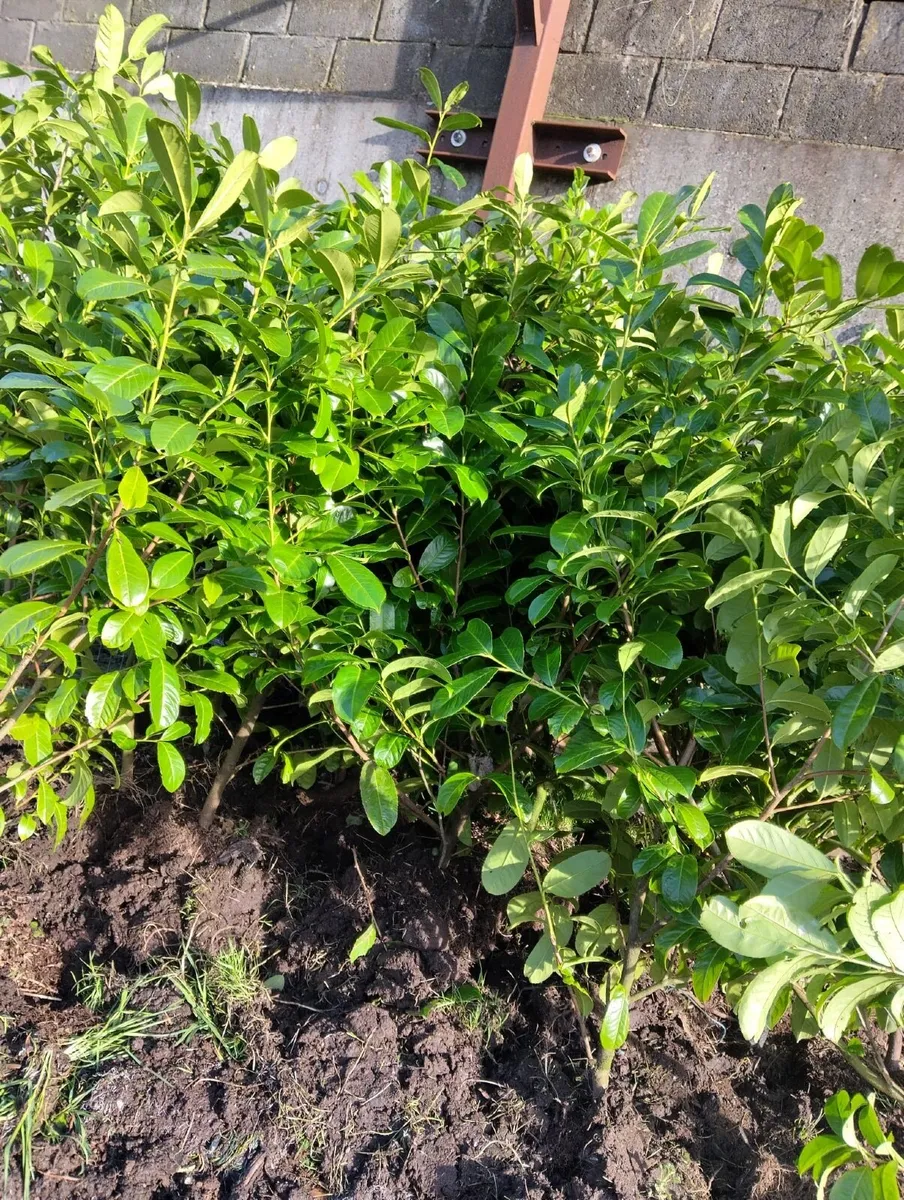 Laurel Hedging - Image 2