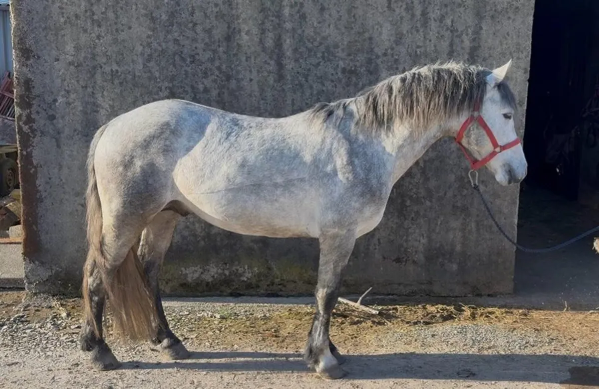 Brosna Chieftain,  5 year old Connemara stallion - Image 3
