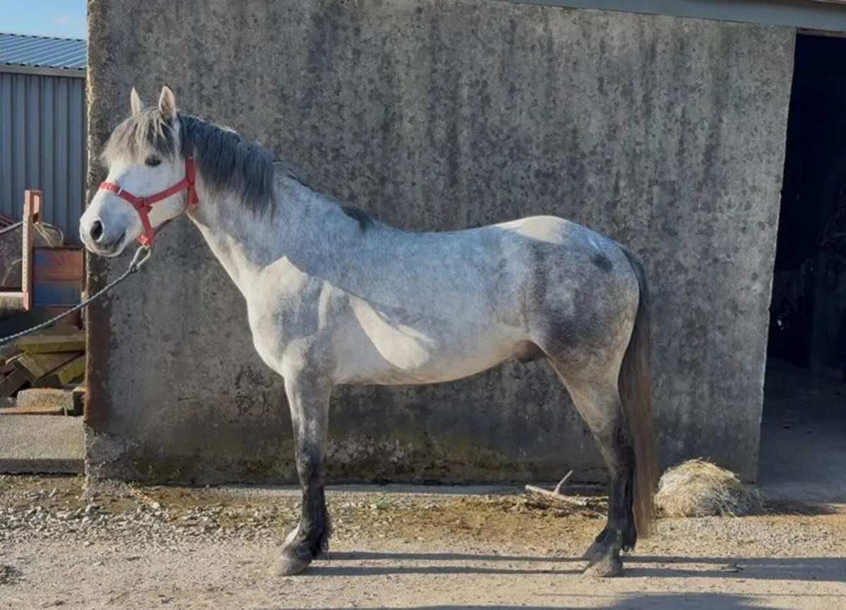 Brosna Chieftain,  5 year old Connemara stallion - Image 1