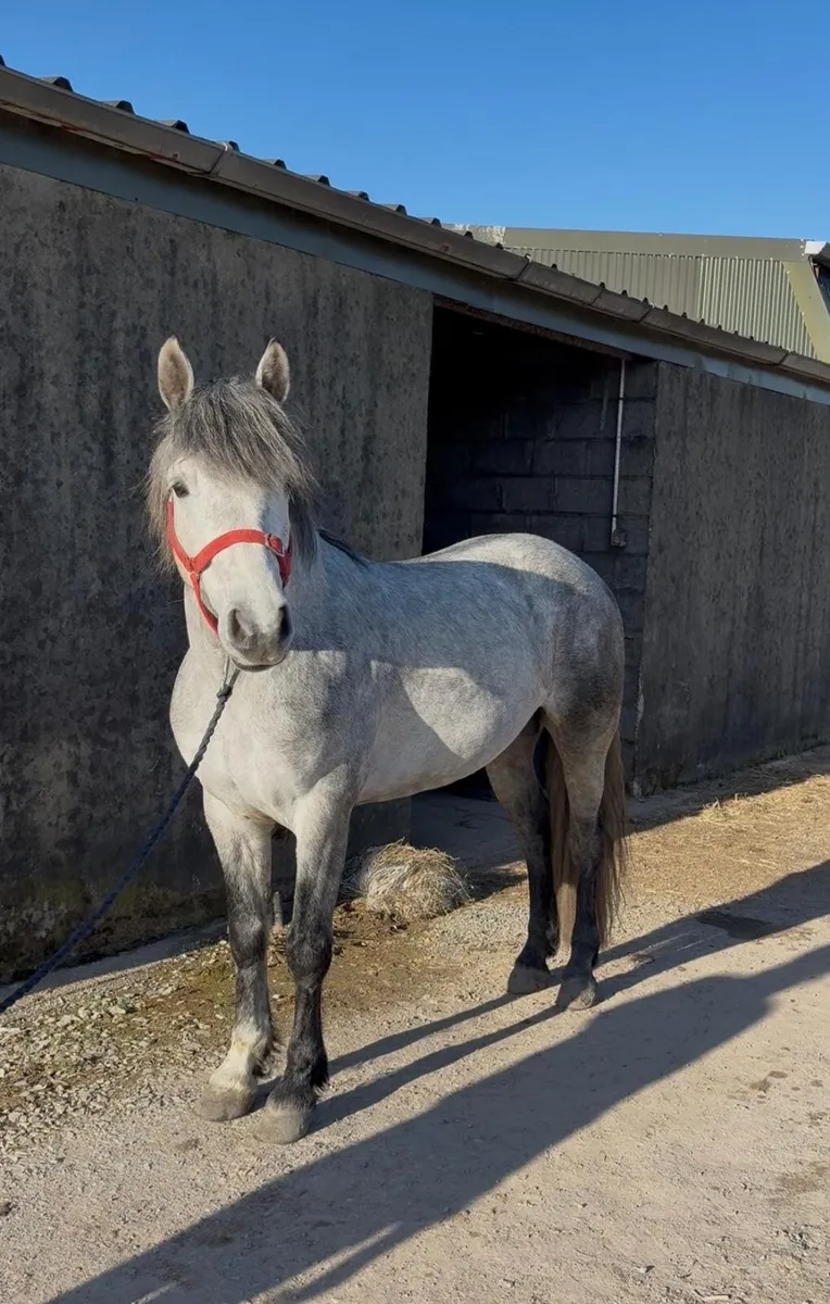Brosna Chieftain,  5 year old Connemara stallion - Image 4