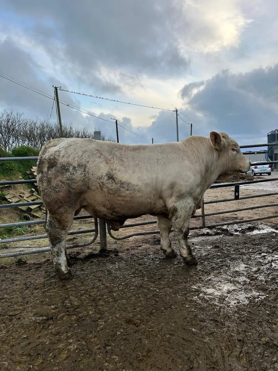 Pedigree Registered Charolais Bull for Sale - Image 1