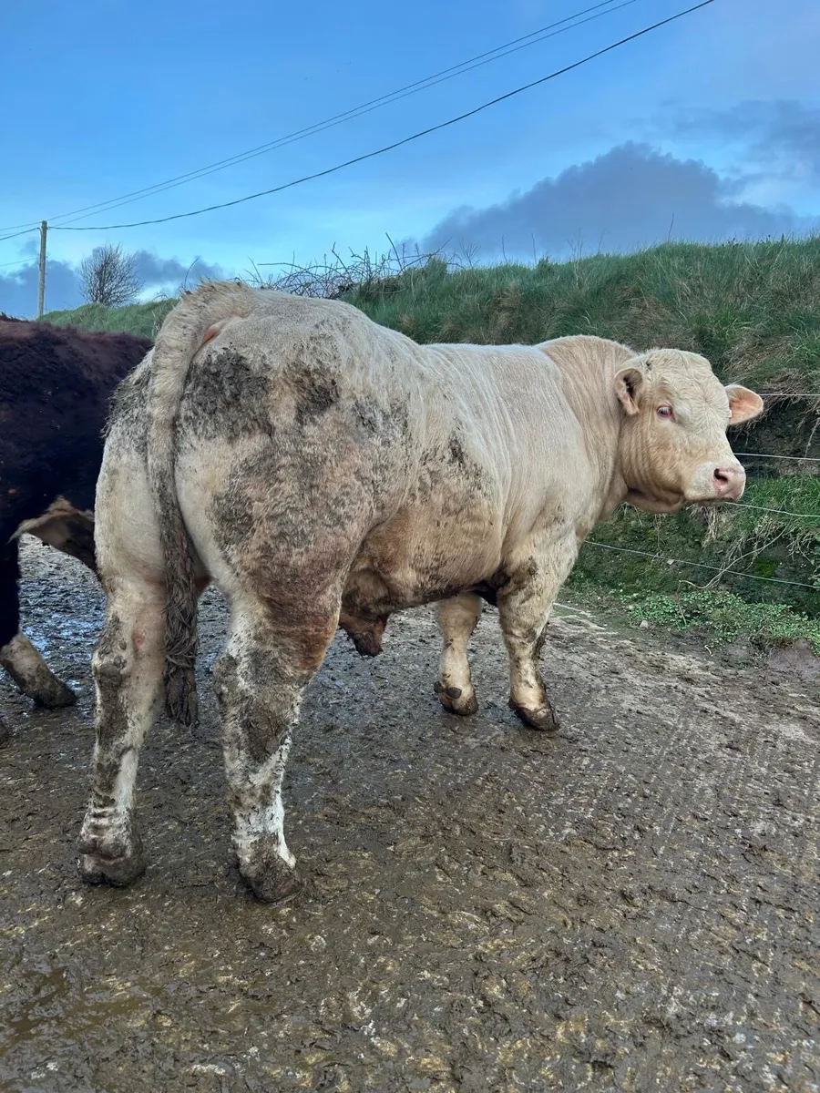 Pedigree Registered Charolais Bull for Sale - Image 2