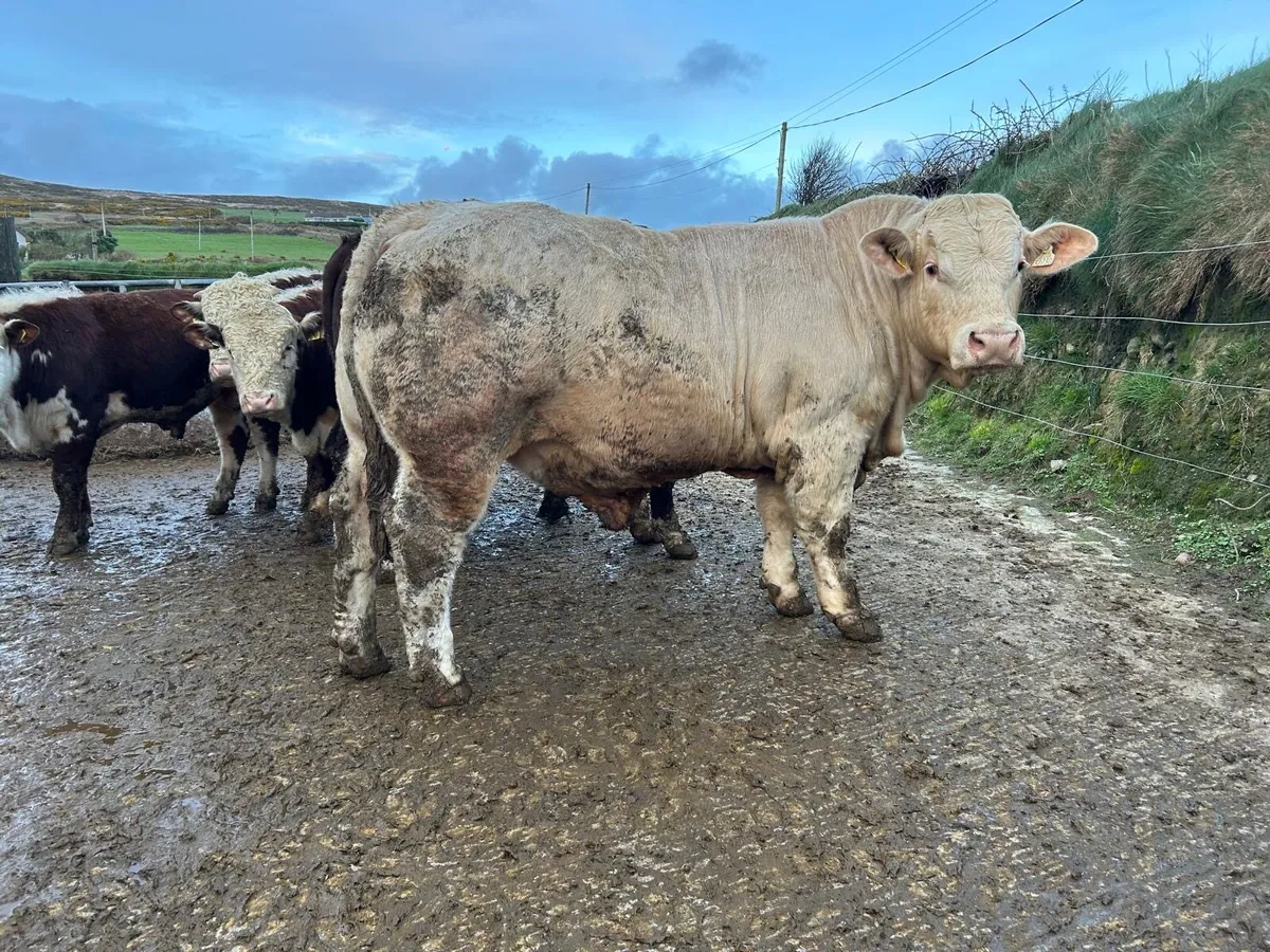 Pedigree Registered Charolais Bull for Sale - Image 3