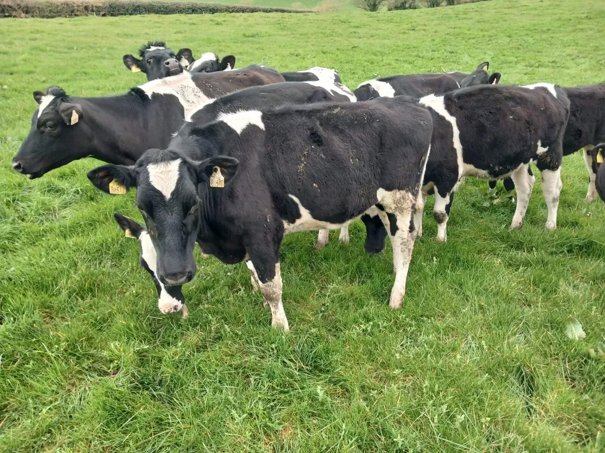 Ballybay Mart Dairy Sale 8th of April - Image 1