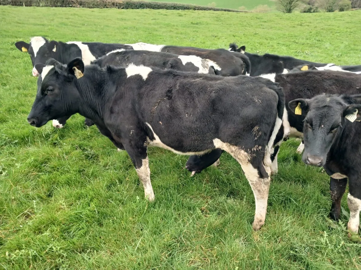 Ballybay Mart Dairy Sale 8th of April - Image 2