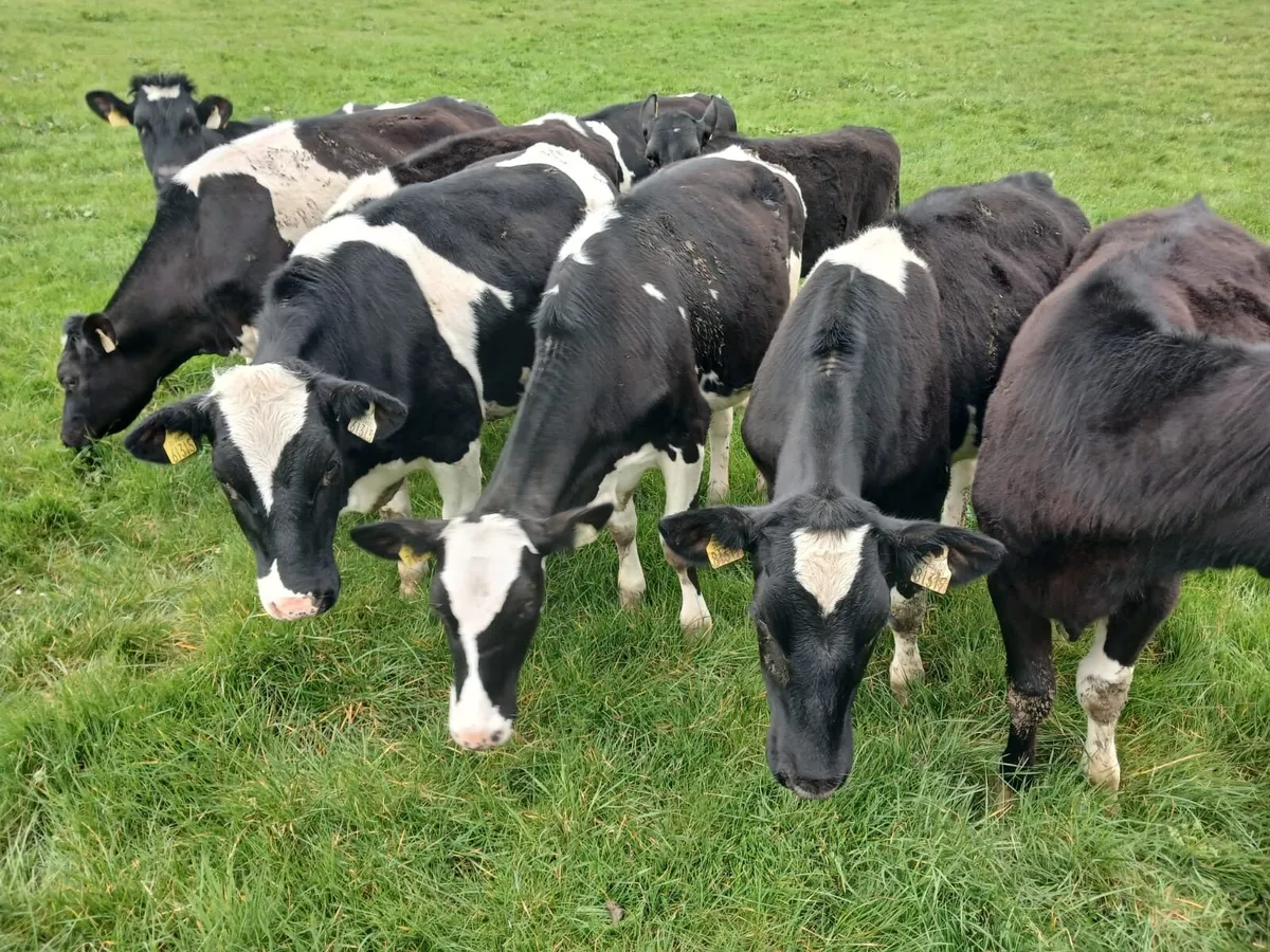 Ballybay Mart Dairy Sale 8th of April - Image 3