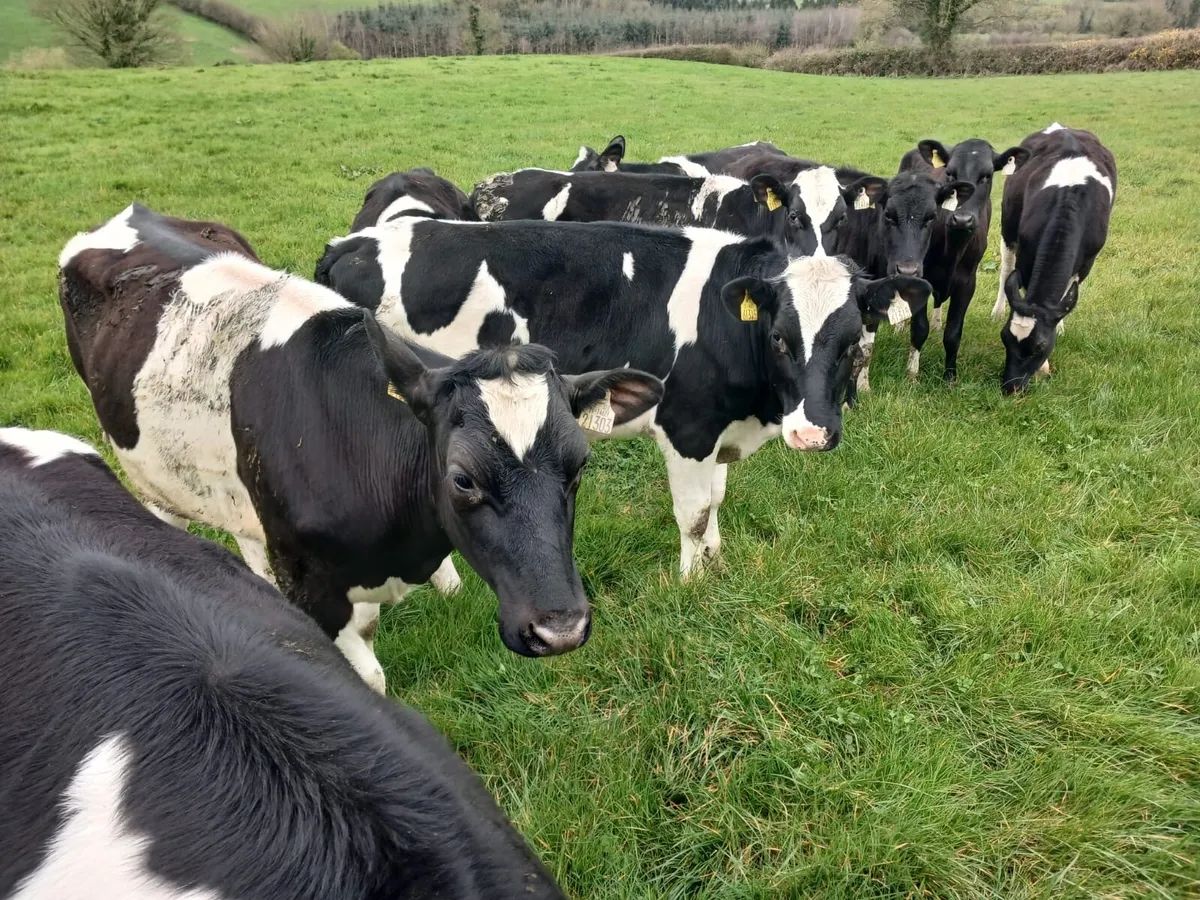 Ballybay Mart Dairy Sale 8th of April - Image 4