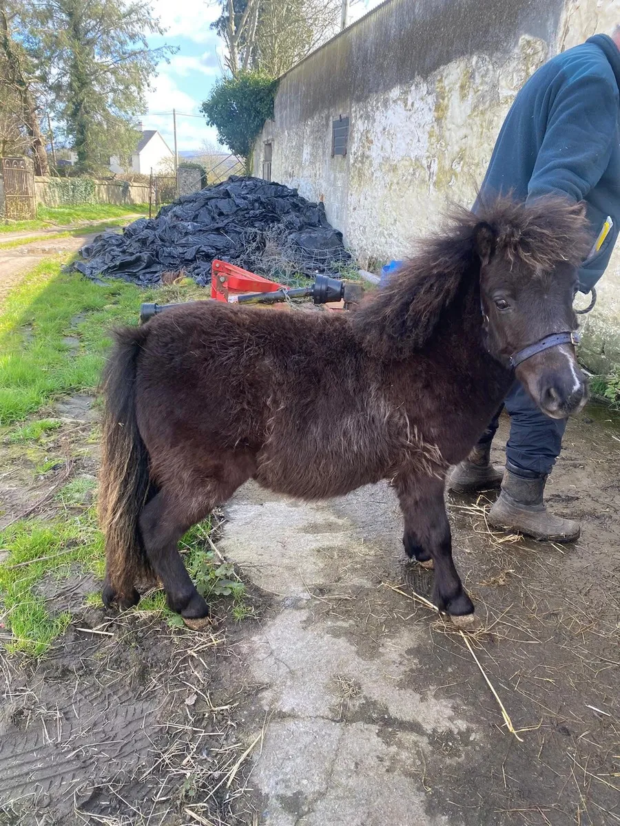 Black Yearling Colt Miniature Pony - Image 1