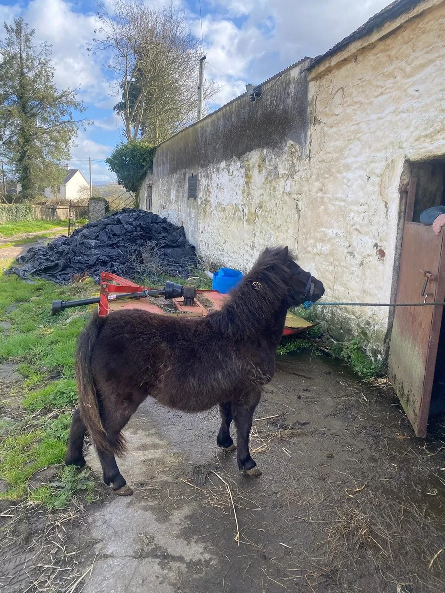 Black Yearling Colt Miniature Pony - Image 2