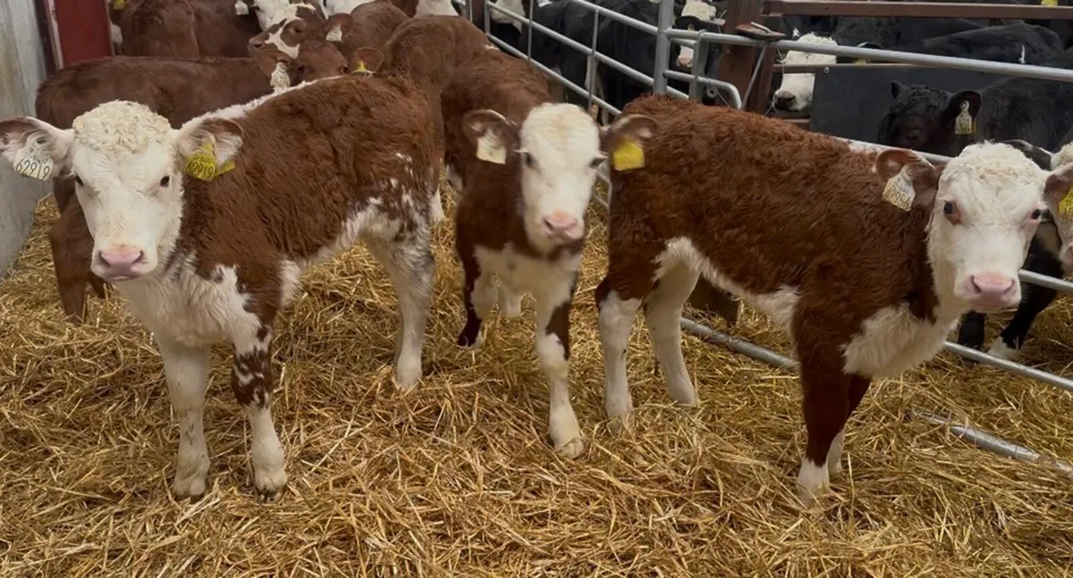 ❌ super red white hefiers ❌ - Image 2