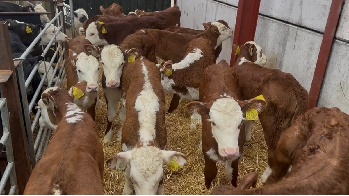 ❌ super red white hefiers ❌ - Image 3