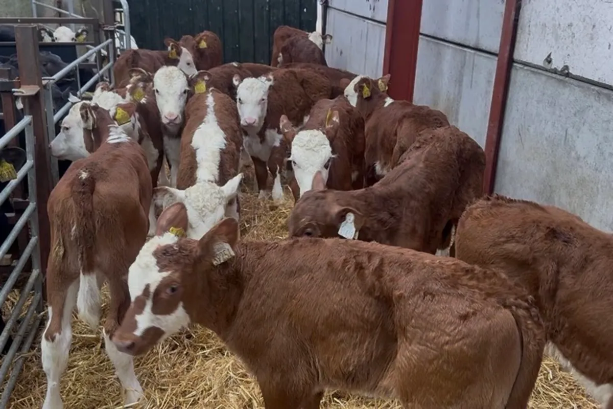 ❌ super red white hefiers ❌ - Image 4