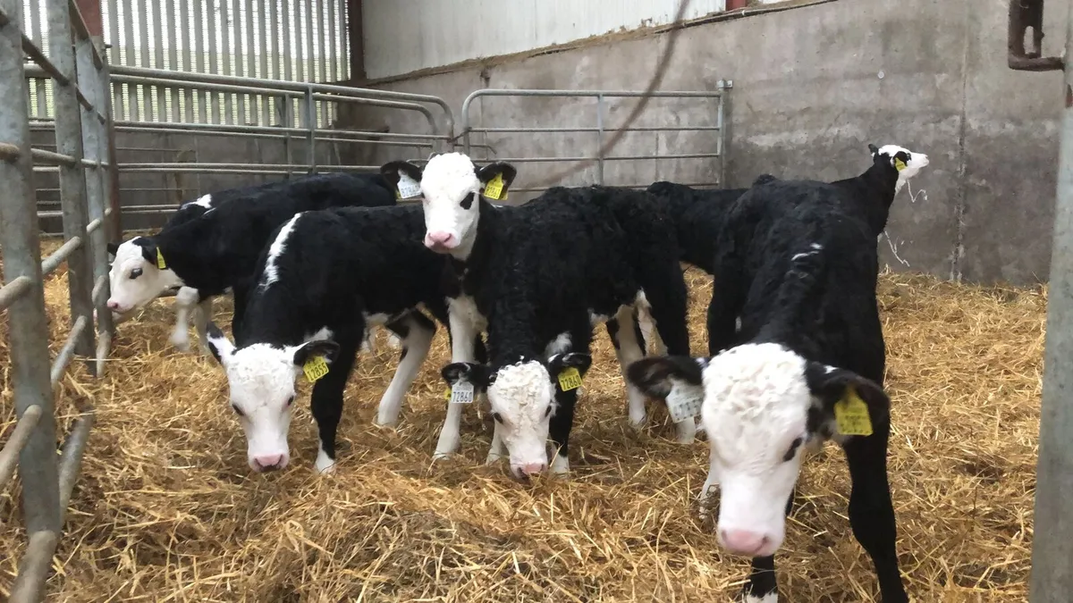 Hereford calves - Image 1