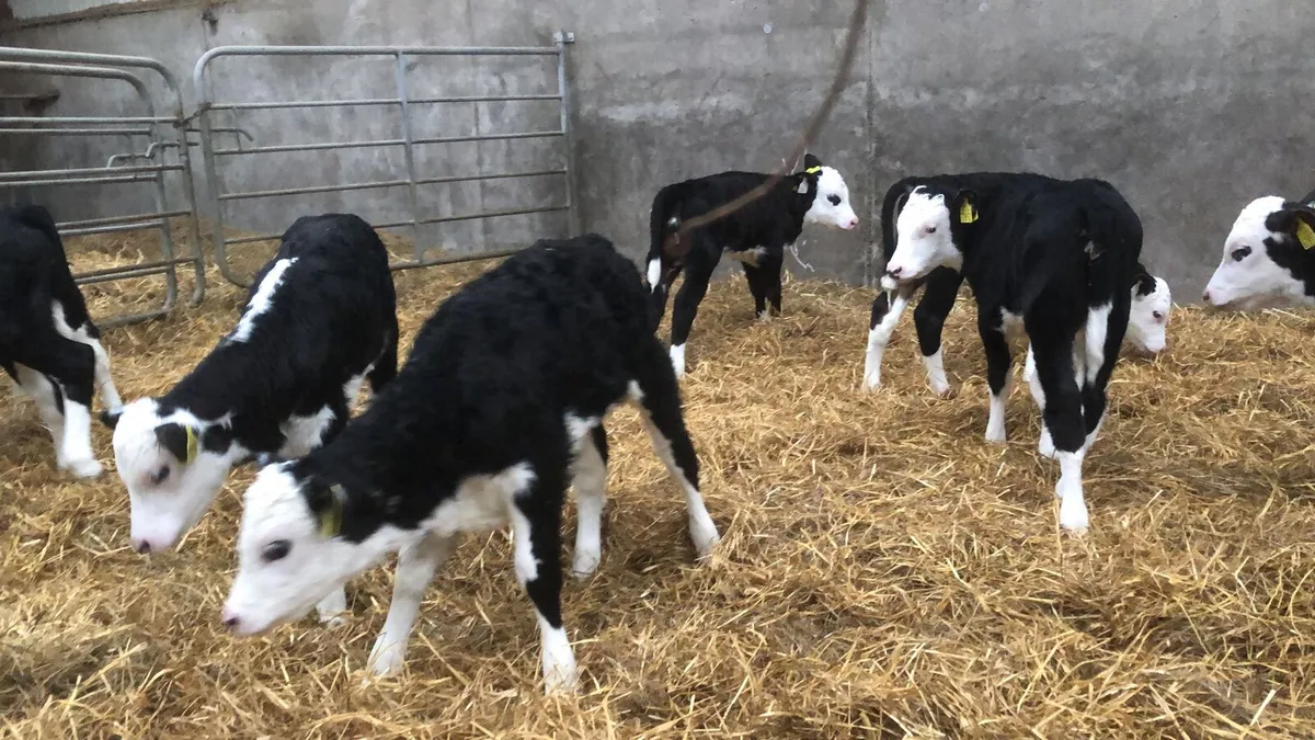 Hereford calves - Image 2