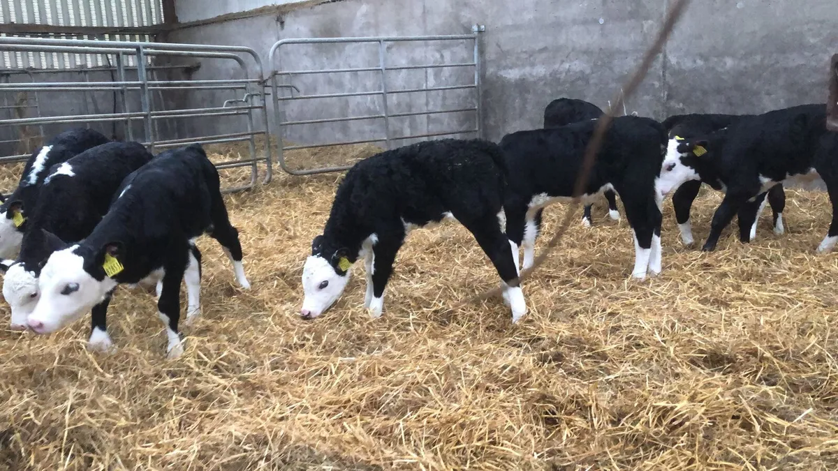 Hereford calves - Image 3