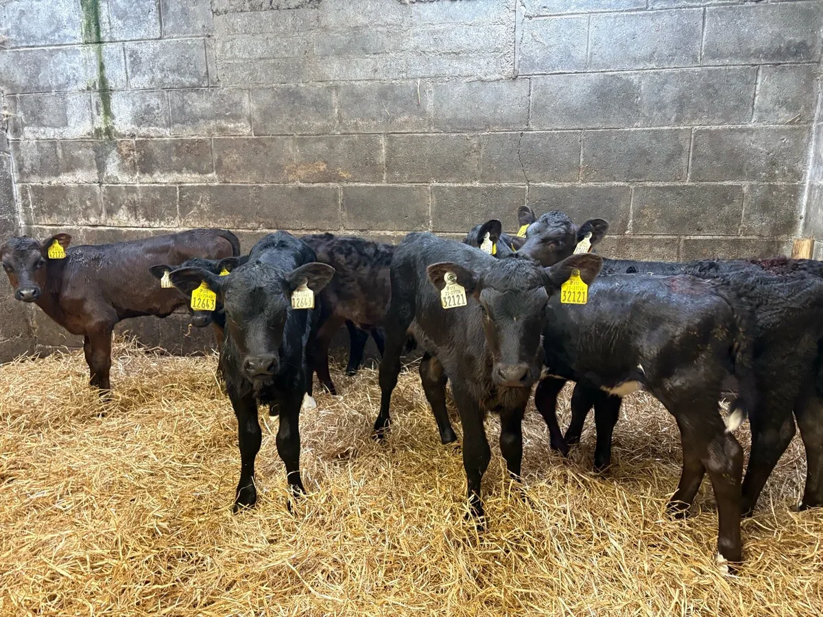 7 super AA heifer claves - Image 1