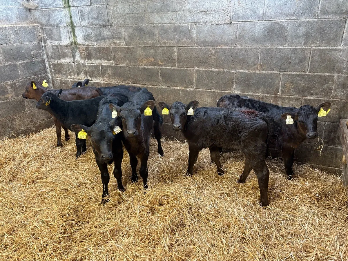 7 super AA heifer claves - Image 2