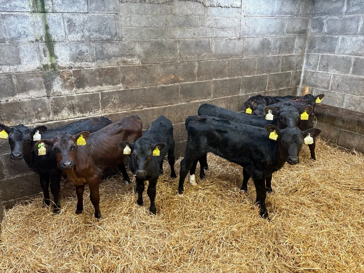 7 super AA heifer claves - Image 3