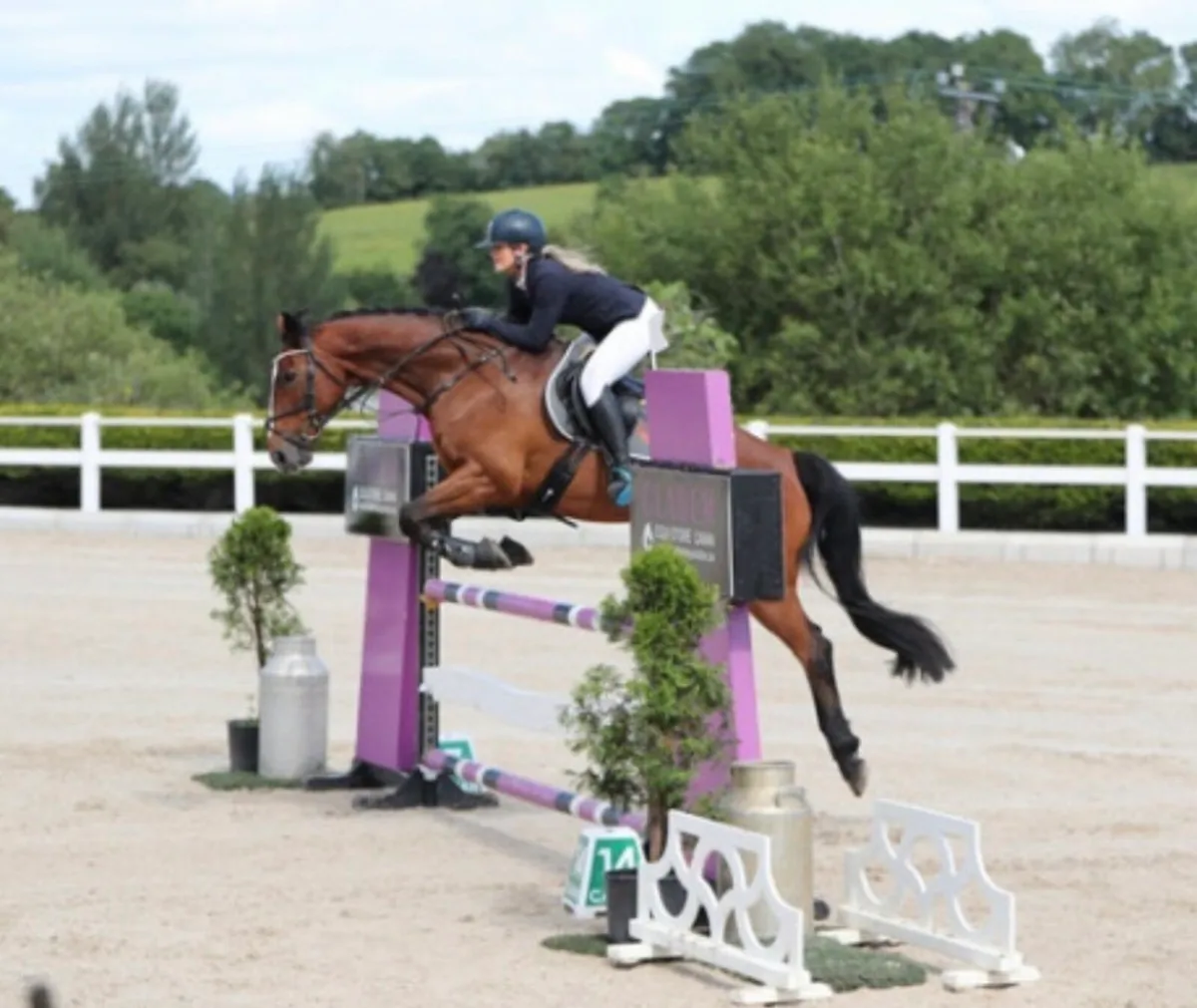 Superb 16.1h ISH Mare - Genuine Allrounder - Image 2