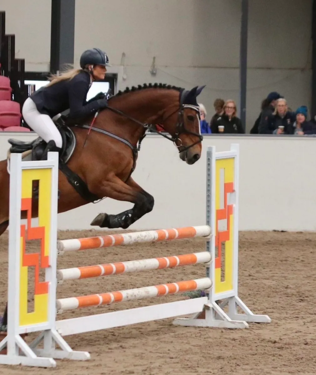 Superb 16.1h ISH Mare - Genuine Allrounder - Image 3