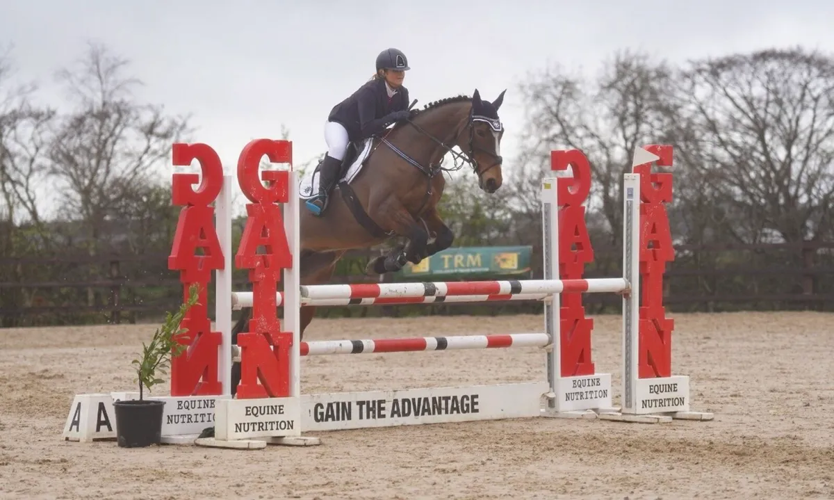 Superb 16.1h ISH Mare - Genuine Allrounder - Image 4